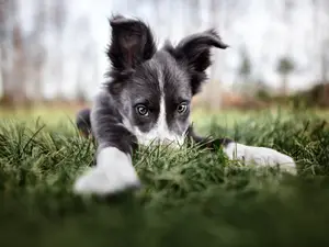 What do puppies use to take their lunch to school?