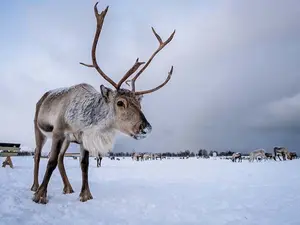 What do reindeer say before telling you a joke?