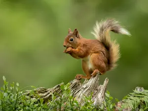 What do rich squirrels eat?