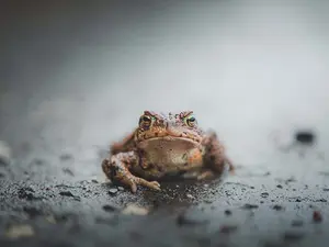 What do Scottish toads play?