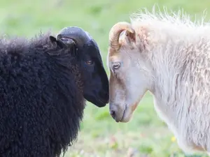 What do sheep say when they're in love?