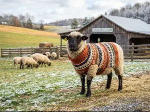 What do sheep wear when it gets chilly?