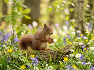 What do squirrels give for valentines?