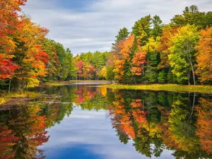 What do trees wear to the lake?