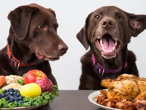 What do vegetarians eat on Thanksgiving?