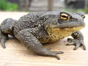 What do you call a 100-year-old frog?