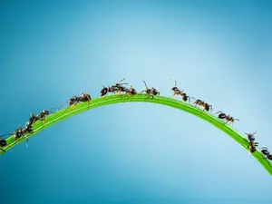 What do you call a 100-year-old ant?