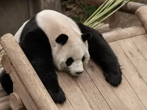 What do you call a bear after it has eaten too much?