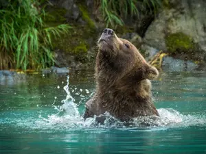 What do you call a bear that has gotten wet all over?