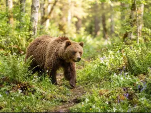 What do you call a bear with no socks on?