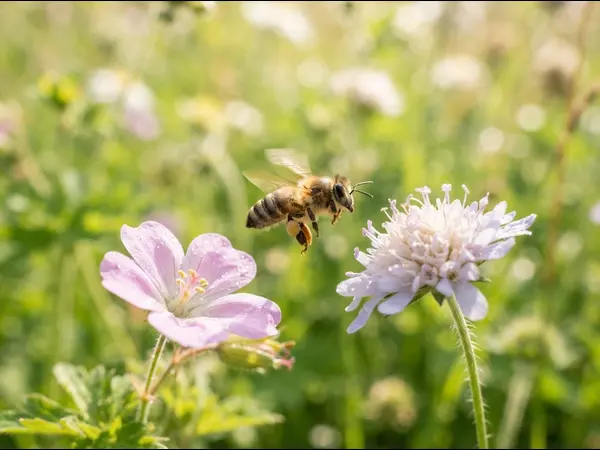 What do you call a bee that can't make up its mind?