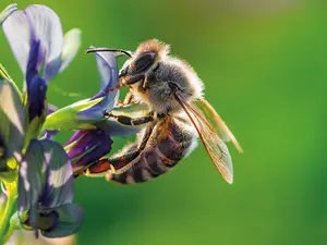 What do you call a bee with a spell on him?