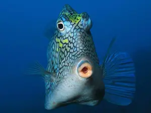 What do you call a big fish who makes you an offer you can't refuse?