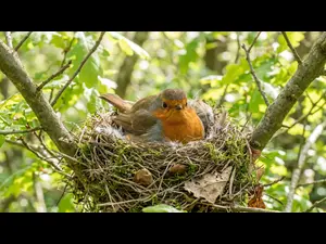 What do you call a bird that won't leave the nest?