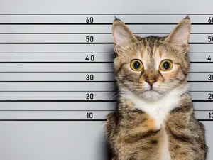 What do you call a cat that's in trouble with the police?