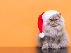 What do you call a cat who loves Christmas?