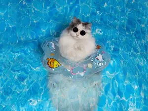 What do you call a cat with eight legs that likes to swim?