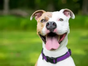 What do you call a cheap dog accessory?