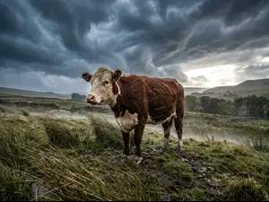 What do you call a cow caught in a whirlwind?