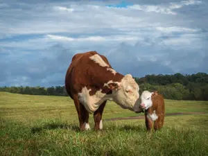What do you call a cow that just had a baby?