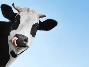 What do you call a cow with two legs?