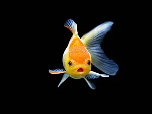 What do you call a dangerous fish who drinks too much?