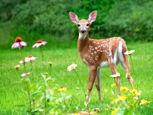 What do you call a deer that can use both hands?