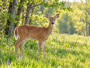What do you call a deer that costs exactly one dollar?