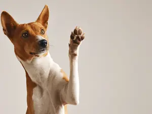 What do you call a dog that is left-handed?