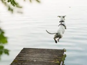 What do you call a dog that's blasting out music at the bottom of the ocean?