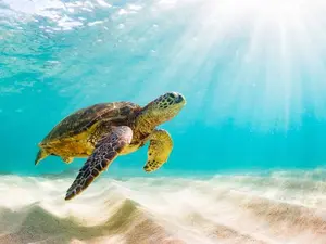 What do you call a famous turtle?