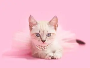 What do you call a fancy dance for cats?