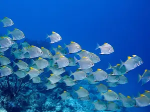 What do you call a fish on a hot day?