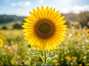 What do you call a flower with extra energy?