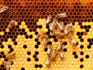 What do you call a fly that enters a beehive?