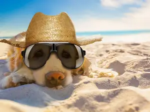 What do you call a golden retriever at the beach in July?