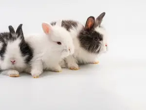 What do you call a group of bunnies hopping backwards?