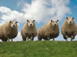What do you call a group of four singing sheep?
