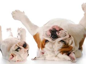 What do you call a group of itchy dogs who howl together?