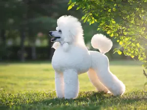 What do you call a hairless poodle?