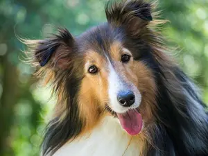 What do you call a happy Lassie?