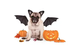 What do you call a K9 who gets lost on Halloween?