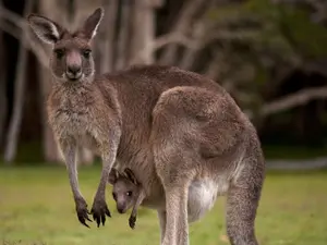 What do you call a kangaroo's lazy joey?