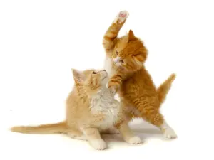 What do you call a kitty that likes to fight?
