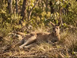 What do you call a lazy kangaroo?