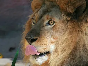 What do you call a lion who has eaten your mother's sister?