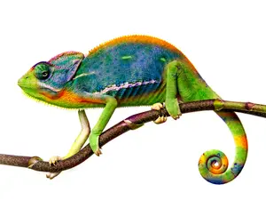 What do you call a magical reptile?