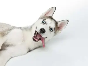 What do you call a nutty dog in Australia?