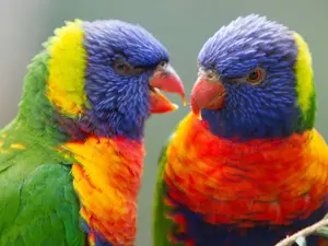 What do you call a parrot making fun of you?
