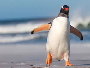 What do you call a penguin in the desert?